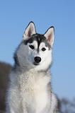 SIBERIAN HUSKY 494